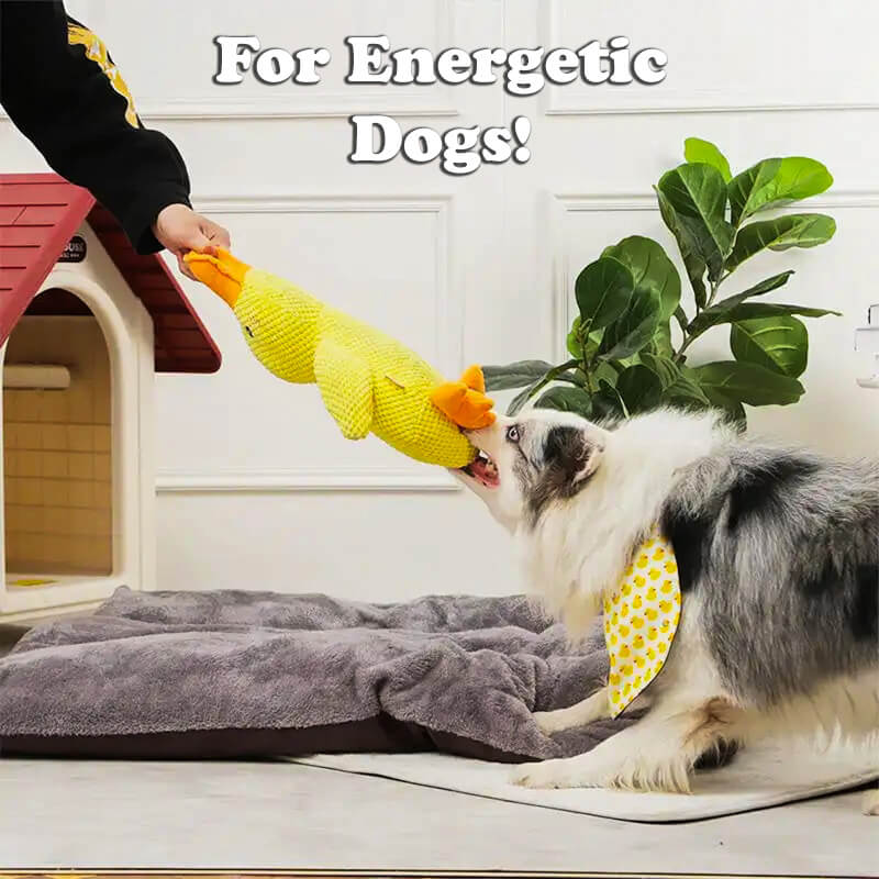 Duck Buddy - Dog Companion